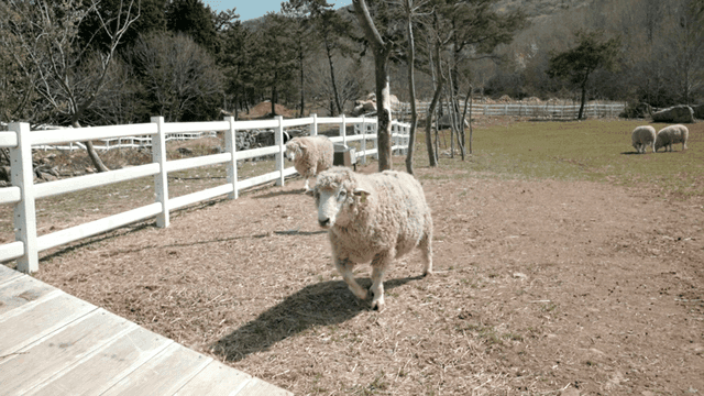 Sheep eating grass inside fence