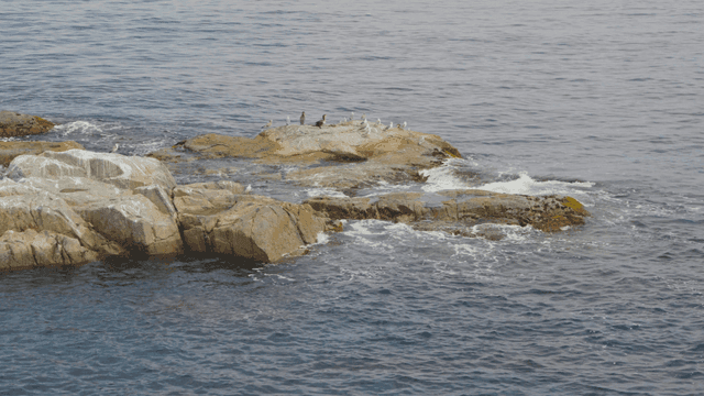 바닷새들이 쉬고 있는 바위 해안