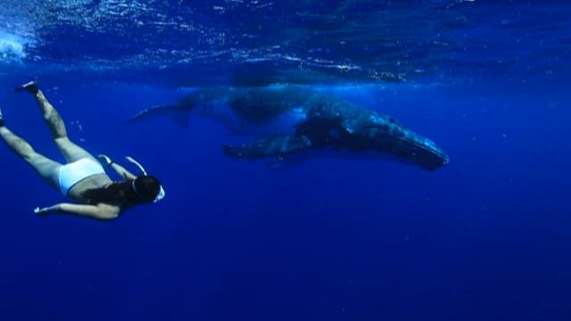 Diver Swimming with a Humpback Whale