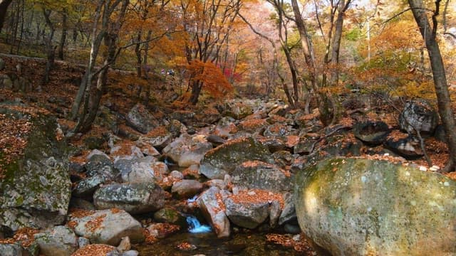 Autumn forest with a stream running through rocks