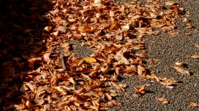 Piled up fallen leaves illuminated by sunlight