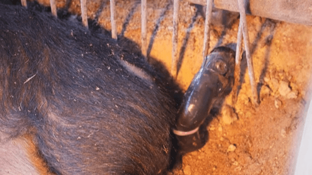 Piglet being born in a barn