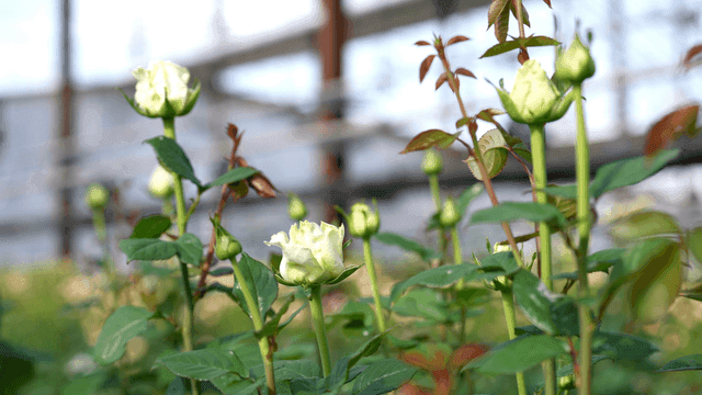 White roses blooming in garden