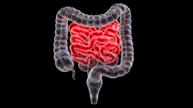 Transparent intestines with highlighted areas
