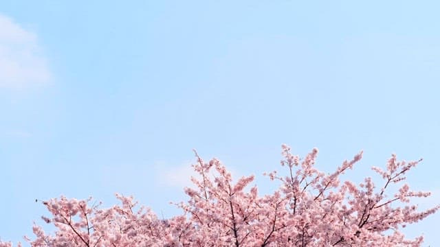 Cherry Blossoms Against a Clear Blue Sky