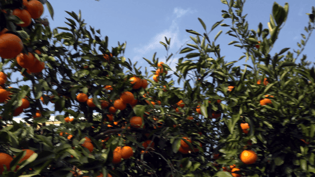Orange tangerine trees under clear sky