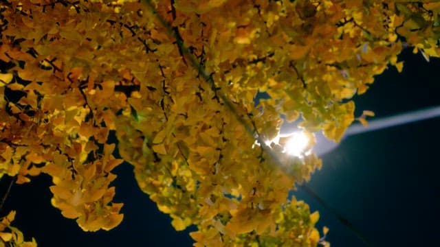 Bright streetlight illuminating autumn leaves at night