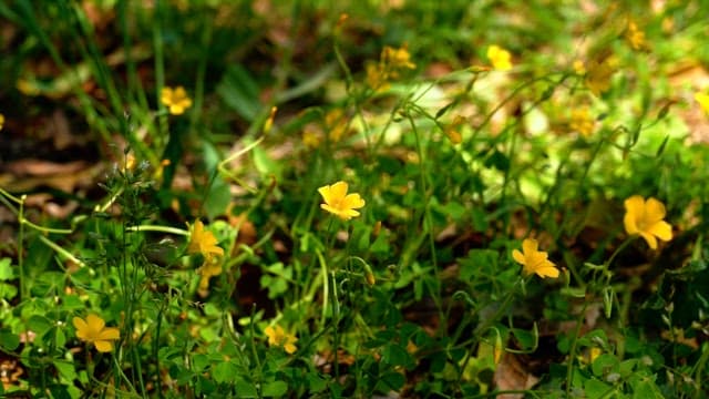 Yellow wild flowers blooming in a sunlit green field