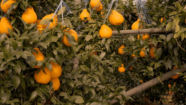 Ripe Hallabong fruits hanging from orchard trees