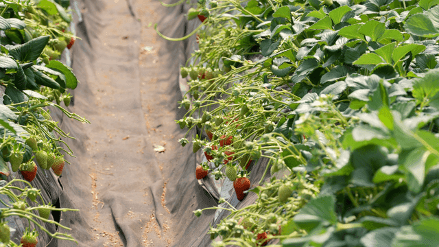 Strawberry plants growing in a greenhouse