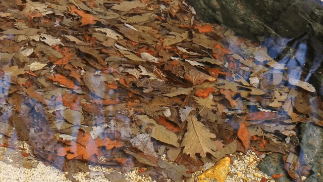 맑은 시냇물 아래로 떨어진 나뭇잎들