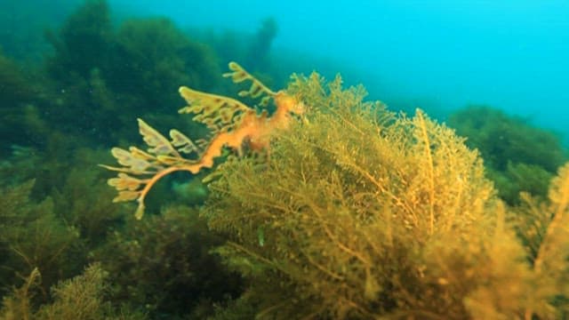 Leafy seadragon camouflaged in seaweed