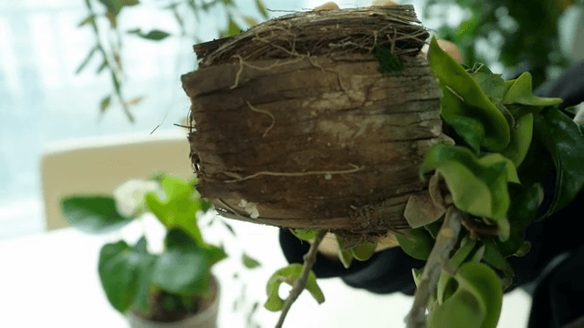 실내 식물 관리와 걸이형 바구니