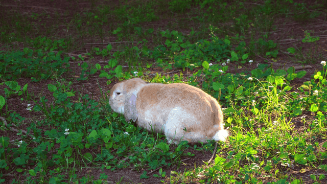 A rabbit eating grass in a forest