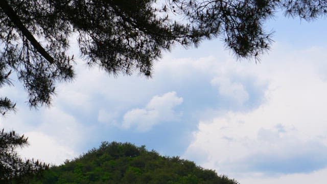 소나무 가지와 부드러운 구름이 떠가는 하늘