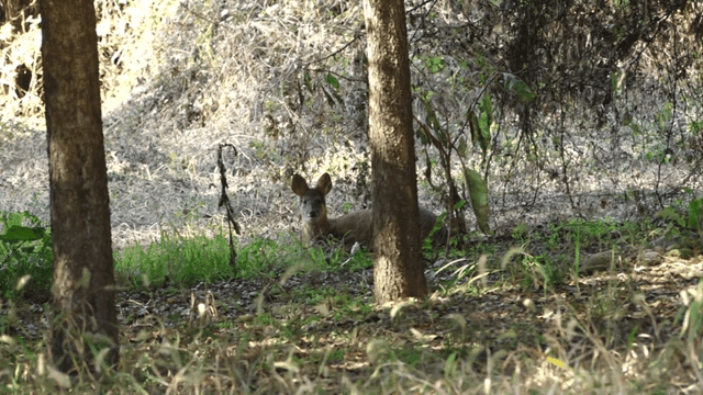 햇살이 비치는 숲 속에 쉬고 있는 고라니