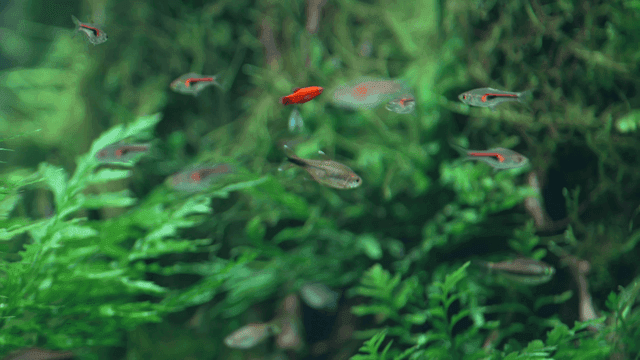 Small tropical fish swimming in aquarium