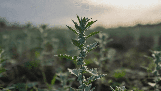 Green plant in field