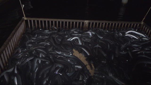 먹이를 먹는 장어들