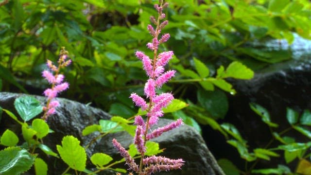 Pink flower blooming among green leaves