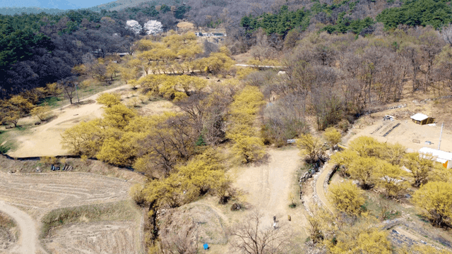 노란 산수유가 핀 나무가 있는 시골 숲