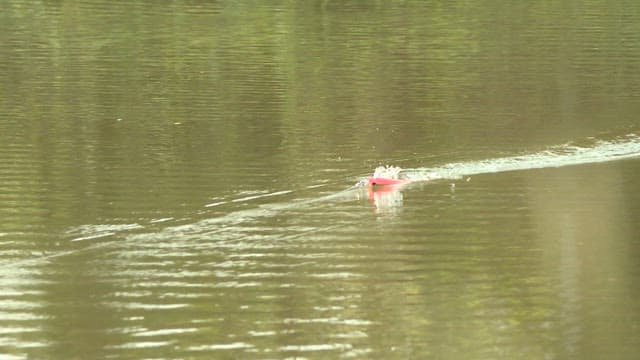 Fishing float moving on a calm lake