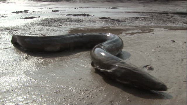 Eel moving in the mud flat