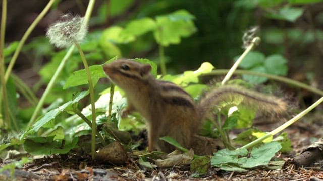 Squirrel Smelling a Dandelion in Forest