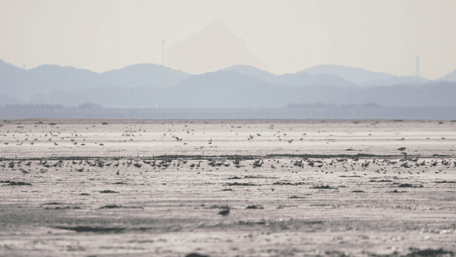 Many birds flying over the vast tidal flat