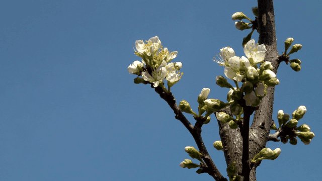 Tree branch with white flowers blooming