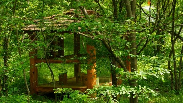 Wooden gazebo surrounded by lush green forest