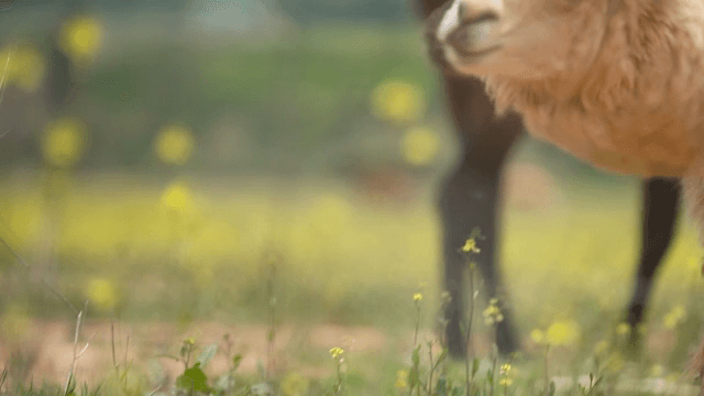 야생화가 핀 들판에서 풀을 뜯는 알파카