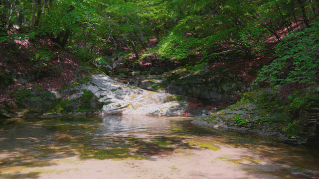 햇살이 비치는 고요한 숲 속 개울