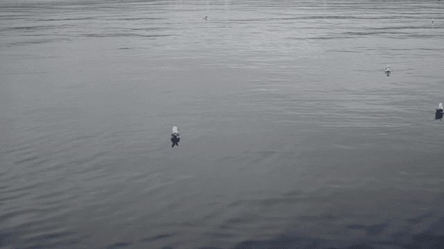 고요한 바다에 떠 있는 갈매기들