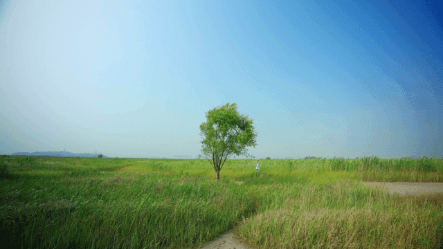 Tree standing alone in wide meadow