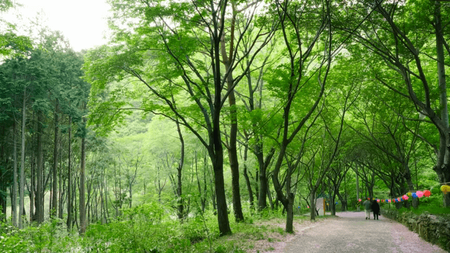 Serene forest path with colorful lanterns