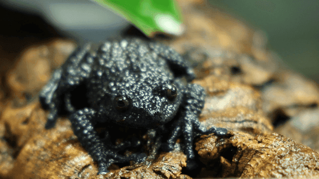 Black frog resting on log