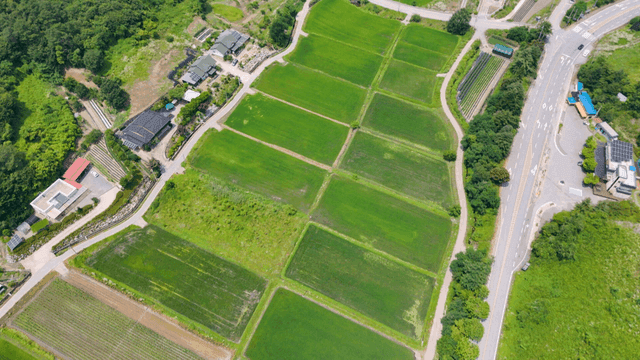 넓게 펼쳐진 초록 논밭의 항공 전경