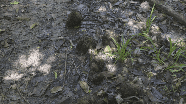 Ground with leaves and grass