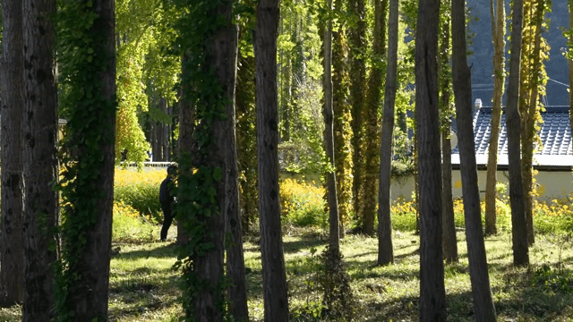 A serene forest with a traditional house