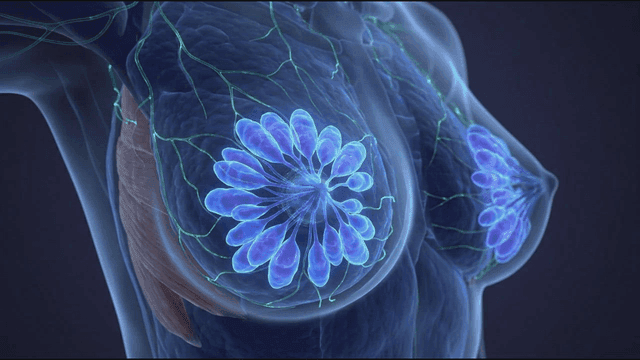 Anatomical view of the human breast
