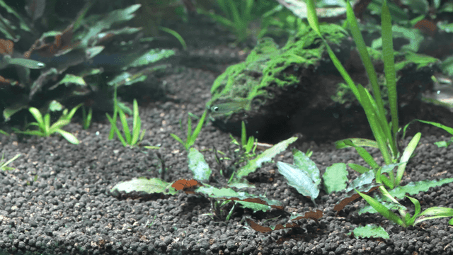 Aquarium with small fish and plants