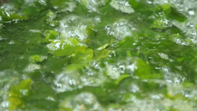 팬에서 끓고 있는 녹색 채소