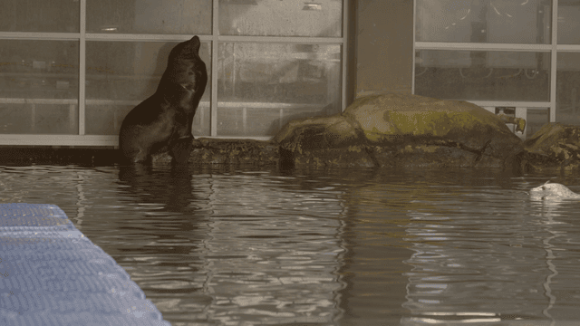 Seals in indoor aquarium pool