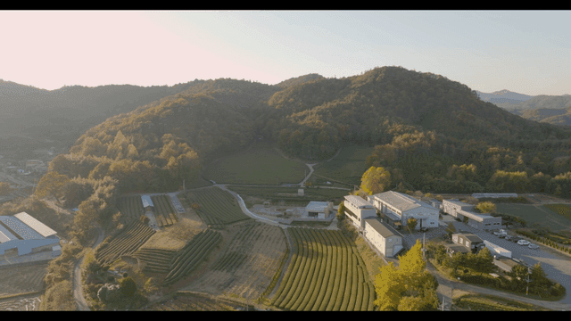 주변 숲이 있는 넓은 녹차 농장
