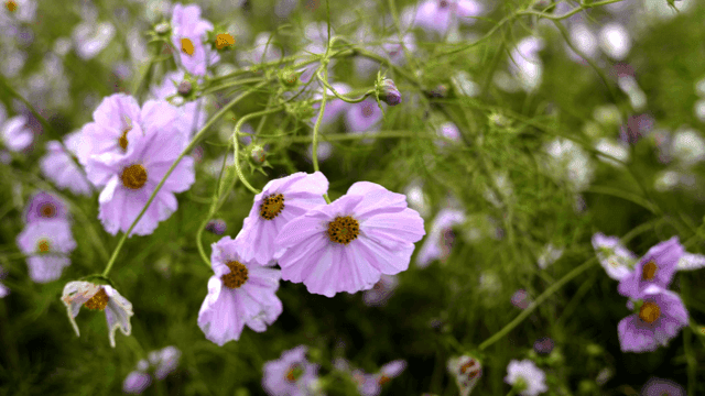Close-up of purple cosmos flower in full bloom