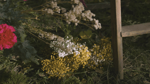 Colorful flowers in a garden