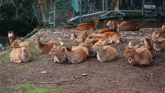 Herd of deer resting within a fence in a park