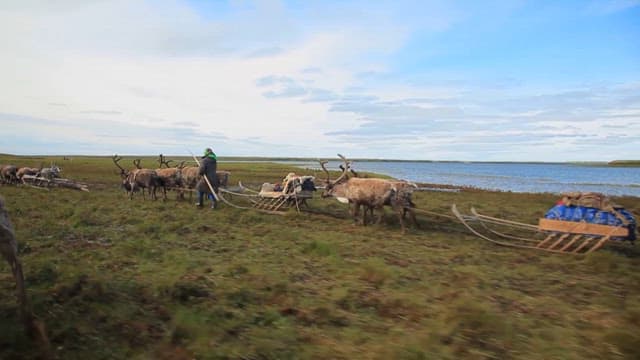 Reindeer pulling sleds across a field