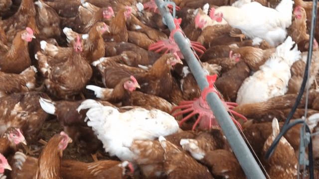 A large number of chickens in a poultry farm